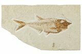 Detailed Fossil Fish (Diplomystus) - Wyoming #244173-1